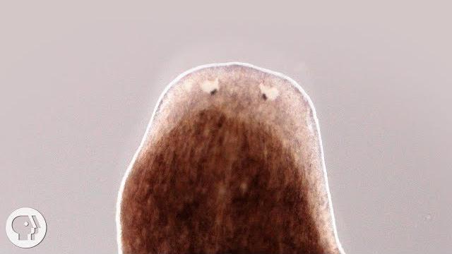 Want a whole new body? ask this flatworm how | deep look Want a whole new body? ask this flatworm how | deep look