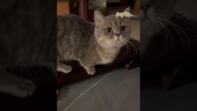 #cute #cat #cute #cat