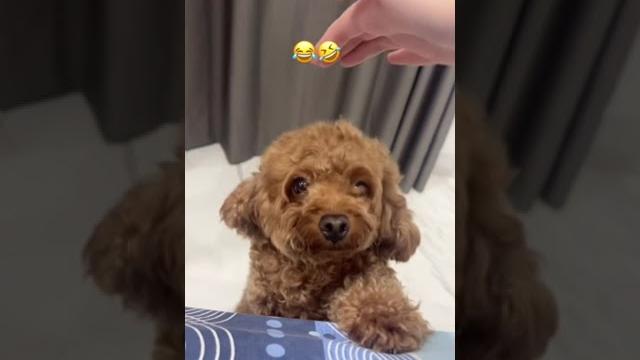 Aku takut doggy tapi lucu gimana yah wkwkwk #shorts #itsmeissie Aku takut doggy tapi lucu gimana yah wkwkwk #shorts #itsmeissie