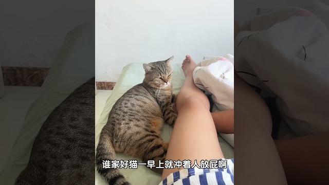 大早上被屁崩醒 #猫咪的迷惑行为 #帮忙看一下这猫正经不 大早上被屁崩醒 #猫咪的迷惑行为 #帮忙看一下这猫正经不