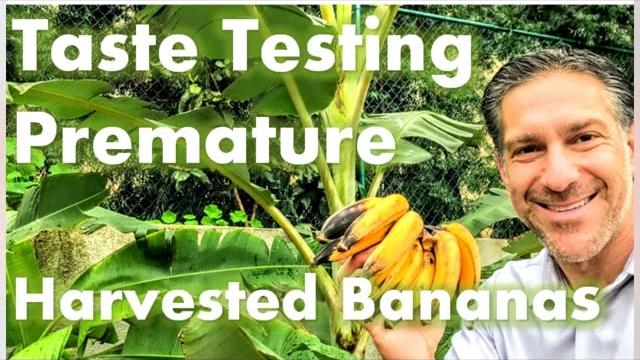 Taste testing premature winter harvested bananas vs. "vine ripe" (video coming early spring) Taste testing premature winter harvested bananas vs. "vine ripe" (video coming early spring)