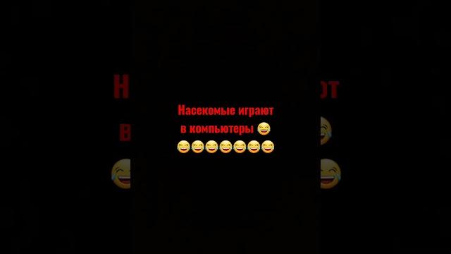 Дак плей и жека Дак плей и жека