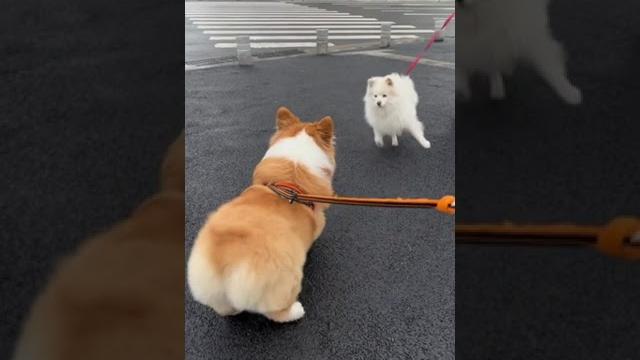 没有尾巴那就摇个屁股吧 没有尾巴那就摇个屁股吧