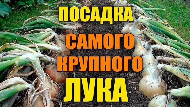 Как посадить рассаду лука эксибишен! Как посадить рассаду лука эксибишен!