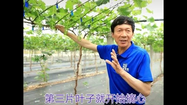 夏季如何培养葡萄副稍?#葡萄种植 #葡萄修剪 夏季如何培养葡萄副稍?#葡萄种植 #葡萄修剪