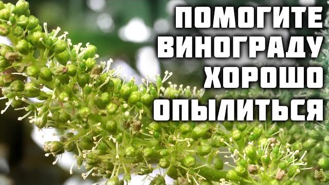 Помогите винограду хорошо опылиться! Помогите винограду хорошо опылиться!