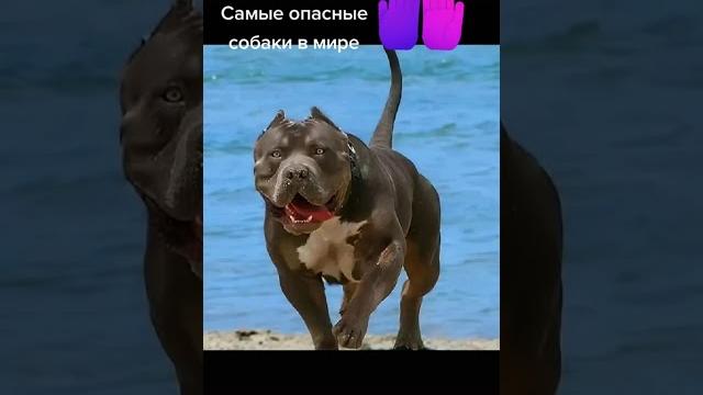 Самые опасные породы собак Самые опасные породы собак