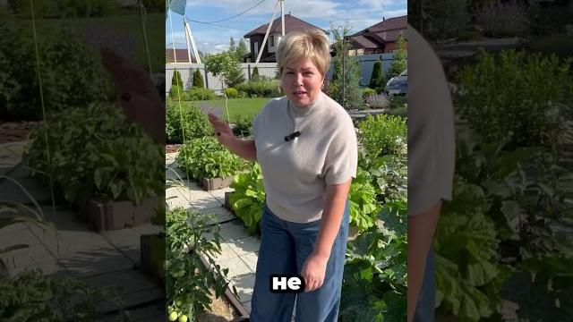 Дайте бор томатам в июле! Дайте бор томатам в июле!