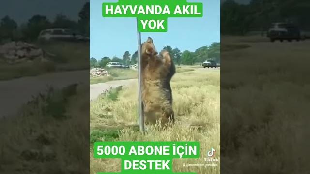 Halay düğün türban tesettür komik komedi dublaj #shorts #shortsvideo #shortvideo #shortsyoutube Halay düğün türban tesettür komik komedi dublaj #shorts #shortsvideo #shortvideo #shortsyoutube