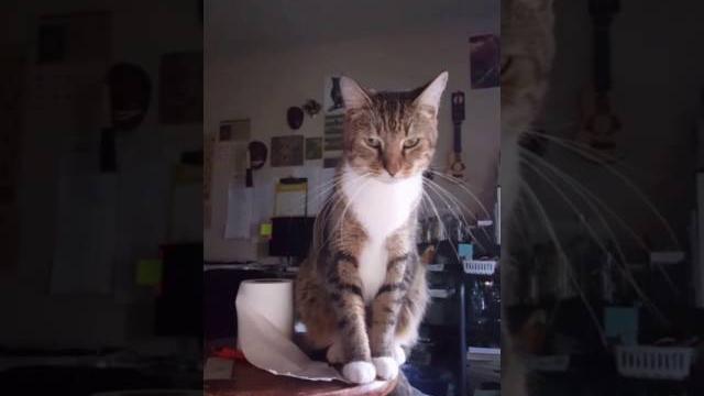 Tango meowing a lot Tango meowing a lot