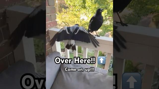 How to train wild magpies | watch this to see how! How to train wild magpies | watch this to see how!