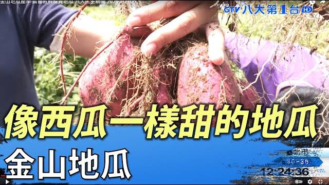 像西瓜一樣甜的地瓜 金山地瓜 八大民生新聞 2021082106 像西瓜一樣甜的地瓜 金山地瓜 八大民生新聞 2021082106