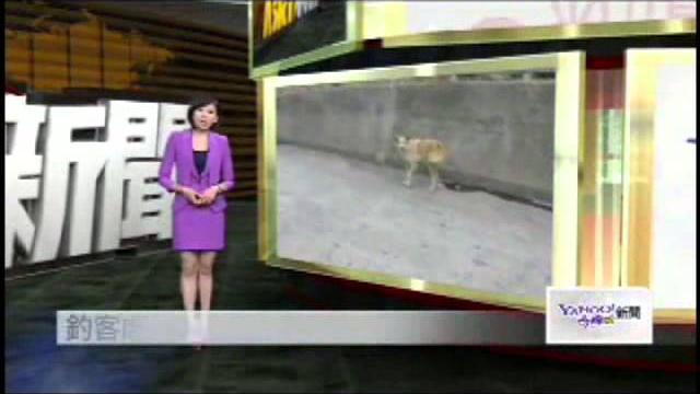 【動物救援小組】釣線纏狗腿上拋重摔虐狗 動物救援小組搶救送醫手術 【動物救援小組】釣線纏狗腿上拋重摔虐狗 動物救援小組搶救送醫手術