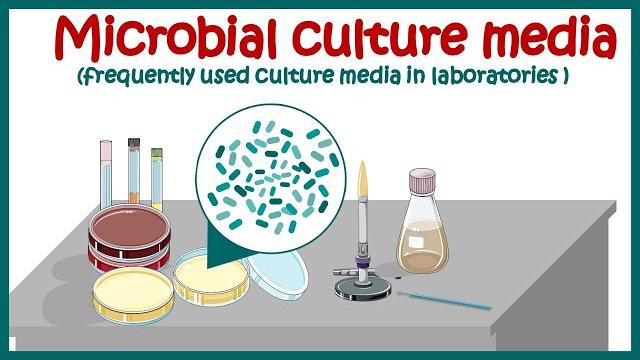 Bacterial culture media |classification and types of bacterial media | enriched & differential media Bacterial culture media |classification and types of bacterial media | enriched & differential media