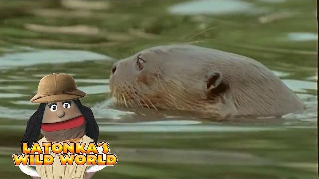 Latonka's wild world: river rats Latonka's wild world: river rats