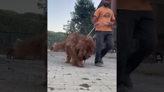 Aslan ve köpek çi̇ftleşmesi̇ Aslan ve köpek çi̇ftleşmesi̇