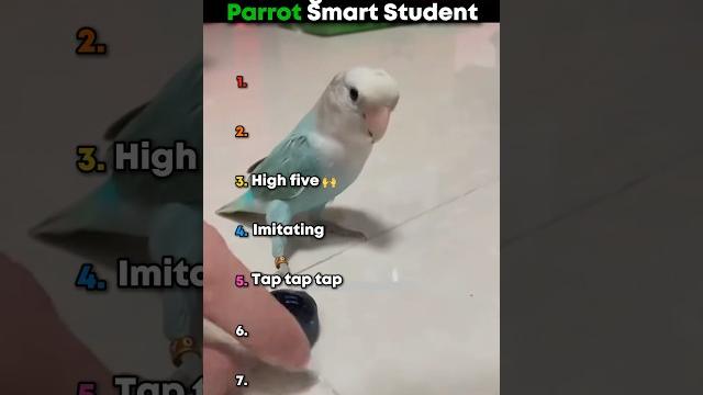 Ranking the funniest parrot smart student #parrot #shorts Ranking the funniest parrot smart student #parrot #shorts
