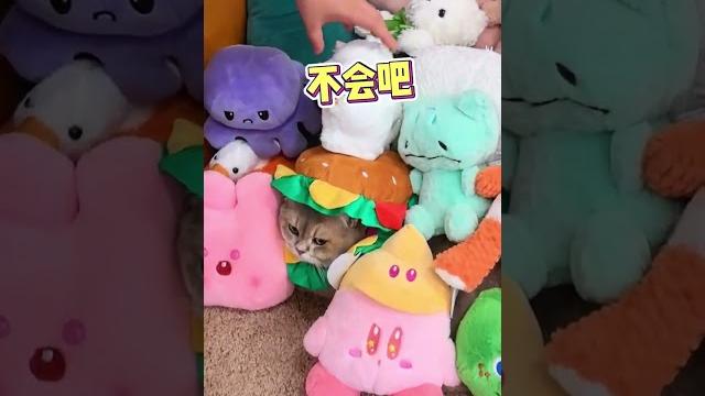 障眼法連環計,招財這麽聽話真是我的好幫手#lucky #cat #萌寵 #cute #funny #shorts 障眼法連環計,招財這麽聽話真是我的好幫手#lucky #cat #萌寵 #cute #funny #shorts