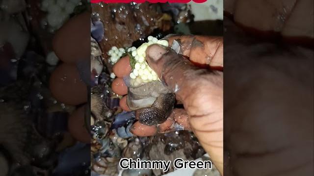 Snail crush Snail crush