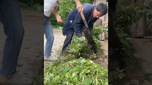 The process of cutting grass for cattle feed The process of cutting grass for cattle feed