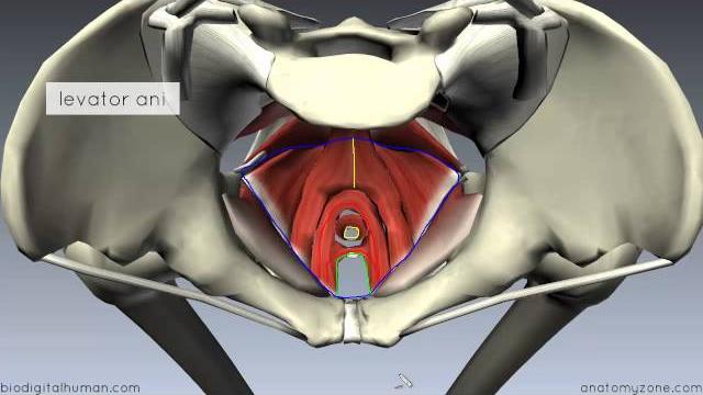 Pelvic floor part 1 - the pelvic diaphragm - 3d anatomy tutorial Pelvic floor part 1 - the pelvic diaphragm - 3d anatomy tutorial