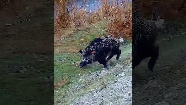 Огромный кабан упал мгновенно! . #wildboar #hunter #hunting #outdoors #youtubeshorts #subscribe Огромный кабан упал мгновенно! . #wildboar #hunter #hunting #outdoors #youtubeshorts #subscribe