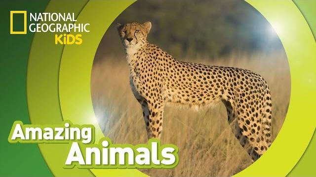 Cheetah | amazing animals Cheetah | amazing animals