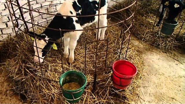 Как вырастить тёлку. how to grow a healthy calf. Как вырастить тёлку. how to grow a healthy calf.