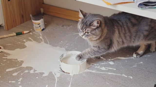 A cat with infinite rizz | funny cat compilation - failarmy A cat with infinite rizz | funny cat compilation - failarmy