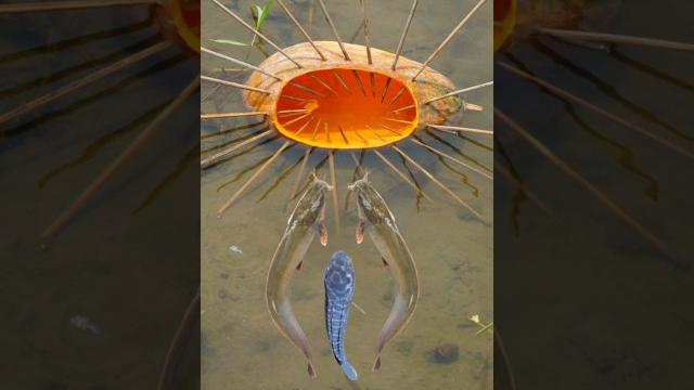 Survival skills: simple but effective fish trap with papaya #bushcraft #camping #outdoors Survival skills: simple but effective fish trap with papaya #bushcraft #camping #outdoors