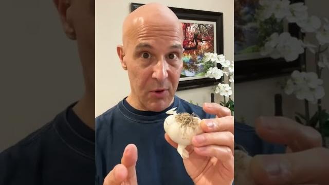Cold, virus, or flu…don’t forget your garlic! dr. mandell Cold, virus, or flu…don’t forget your garlic! dr. mandell