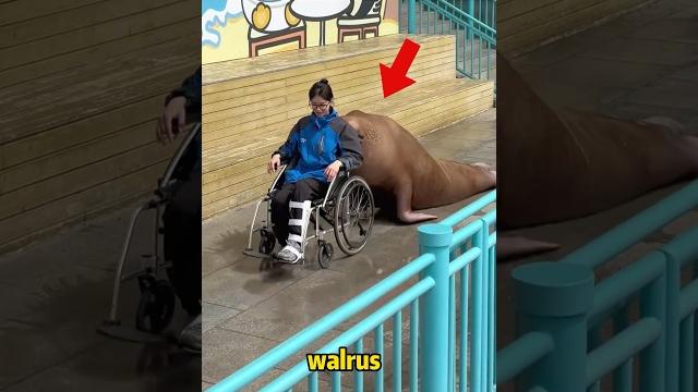 Animals understand more than we think—watch what this walrus did#love #kindness #animals Animals understand more than we think—watch what this walrus did#love #kindness #animals