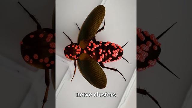 How cockroaches live without their head How cockroaches live without their head