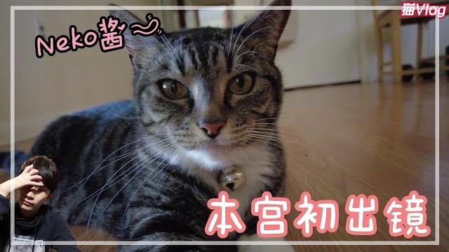 【猫vlog】被奴才撩了一天的neko酱~|逆琉璃恩liulicc 【猫vlog】被奴才撩了一天的neko酱~|逆琉璃恩liulicc
