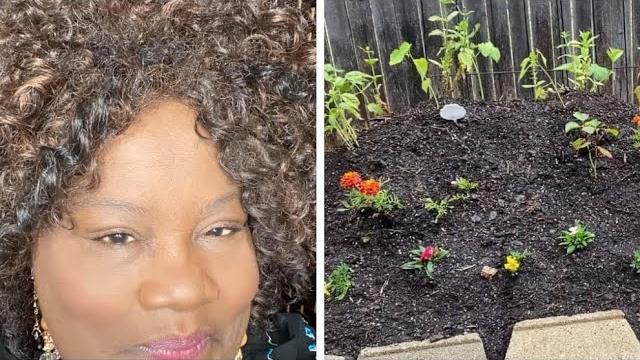 Episode 394: adding cheap plants in my tea garden. making more compost. repairing greenhouse cover. Episode 394: adding cheap plants in my tea garden. making more compost. repairing greenhouse cover.