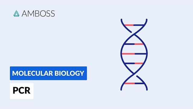 Polymerase chain reaction (pcr): dna amplification Polymerase chain reaction (pcr): dna amplification