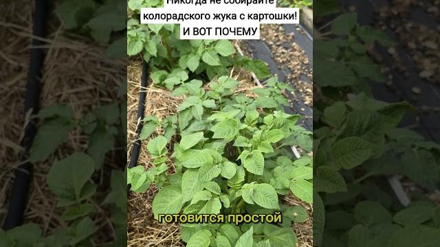 Никогда не собирайте колорадского жука с картошки! и вот почему #огород #картошка #колорадскийжук Никогда не собирайте колорадского жука с картошки! и вот почему #огород #картошка #колорадскийжук
