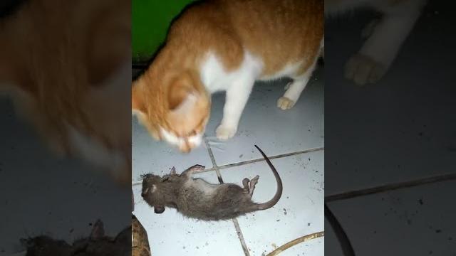 Kucing vs tikus Kucing vs tikus