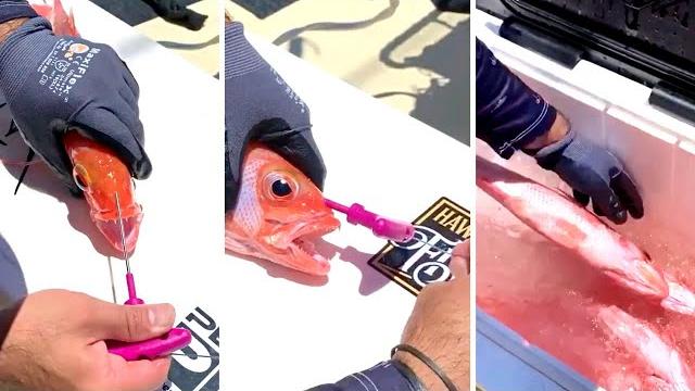 How to ikejime a fish in under 30 seconds How to ikejime a fish in under 30 seconds