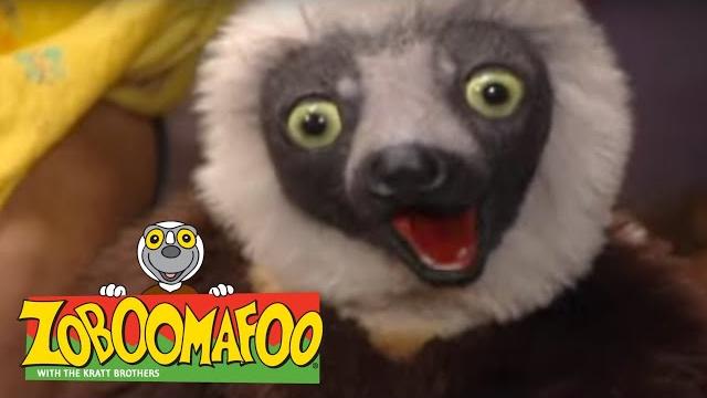 Zoboomafoo 215 - humans (full episode) Zoboomafoo 215 - humans (full episode)