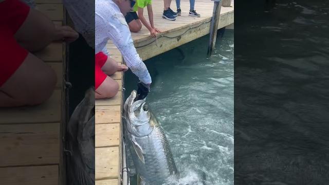 Hand feeding massive tarpon! Hand feeding massive tarpon!