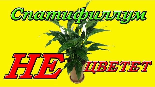 Спатифиллум (женское счастье). почему не цветет? Спатифиллум (женское счастье). почему не цветет?