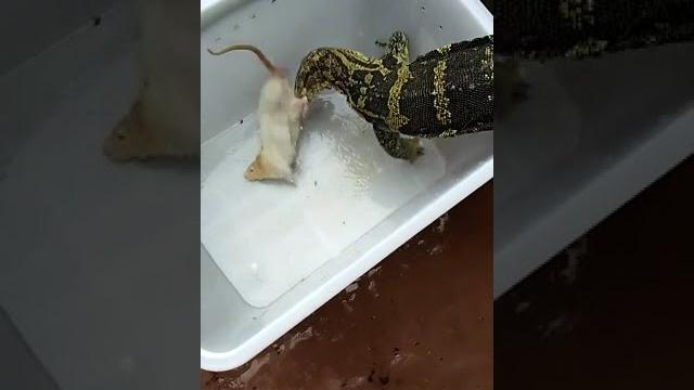 Keganasan biawak wc !!! #shorts Keganasan biawak wc !!! #shorts