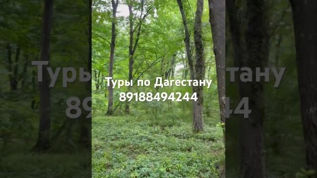 #дагестан #туры #лес #магарамкент #дагестан #туры #лес #магарамкент