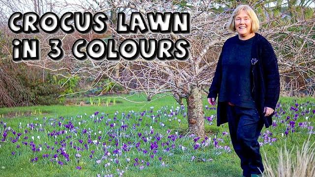 Crocus lawn of 3 colours & 2k bulbs Crocus lawn of 3 colours & 2k bulbs