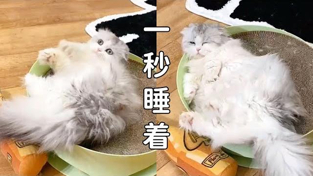 【直播】熟睡小貓做夢跳起來打蚊子,下一秒馬上睡著,太可愛了|李喜猫 【直播】熟睡小貓做夢跳起來打蚊子,下一秒馬上睡著,太可愛了|李喜猫