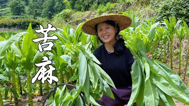苦麻菜还能这样吃?小莉这种独家做法,一人一个太香了 苦麻菜还能这样吃?小莉这种独家做法,一人一个太香了