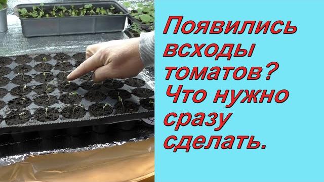 Как не испортить рассаду томатов сразу после всходов. Как не испортить рассаду томатов сразу после всходов.