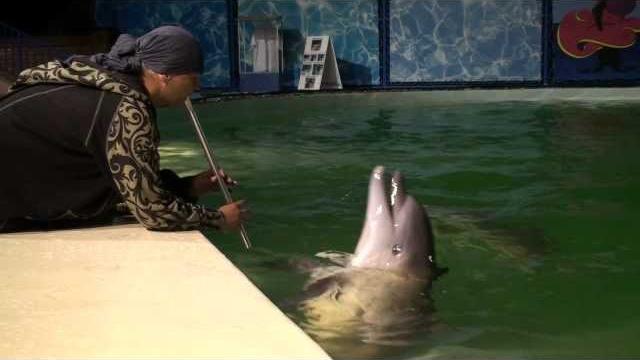 Alizbar and dancing dolphins, reaction to flute / воздействие музыки на дельфинов и их реакция Alizbar and dancing dolphins, reaction to flute / воздействие музыки на дельфинов и их реакция