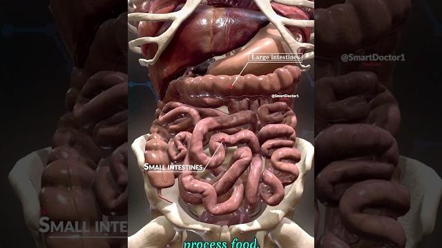 Anatomy of internal organs Anatomy of internal organs
